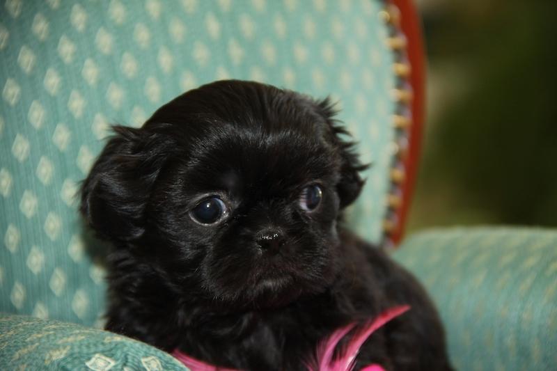 looking like velvet!