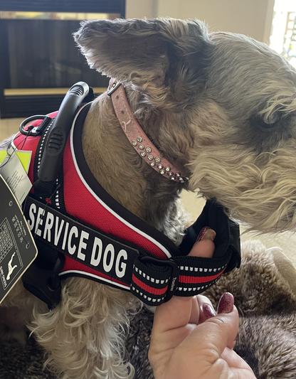 Chewy service 2024 dog vest