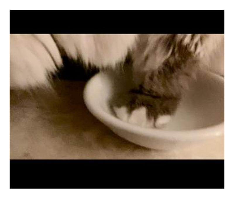 Senior cat loves Lil Soups he can’t wait for his bowl to be filled. Then he licks it clean.