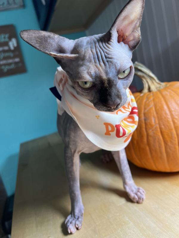 Fig…well….she probably doesn’t looked pleased in this photo but she did keep it on for the whole drive to the pumpkin patch.