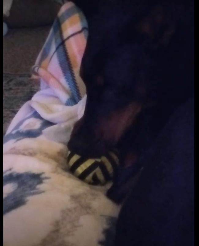 Now I'll squeak it by punching on it.