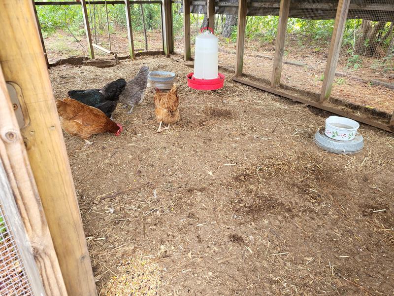 All 4 chickens give it 5 clucks