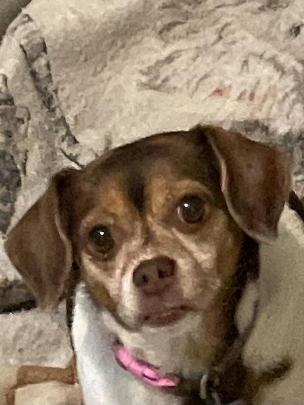 Pound pup but thinks she’s head of the household.