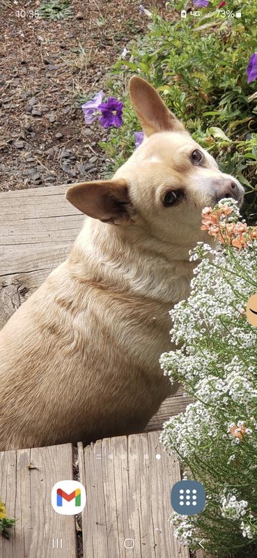 Sweet Belle