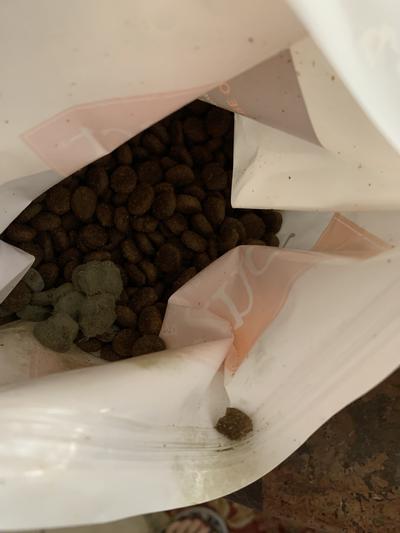 Clusters of moldy kibble in the bag!