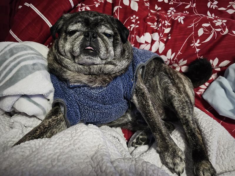 PET WELLBEING Old FRIEND Bacon Flavored Liquid Supplement for Large