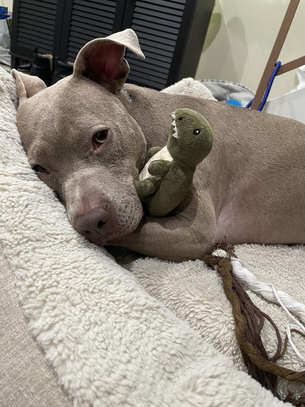 Lusi cuddling one of her dinos last week