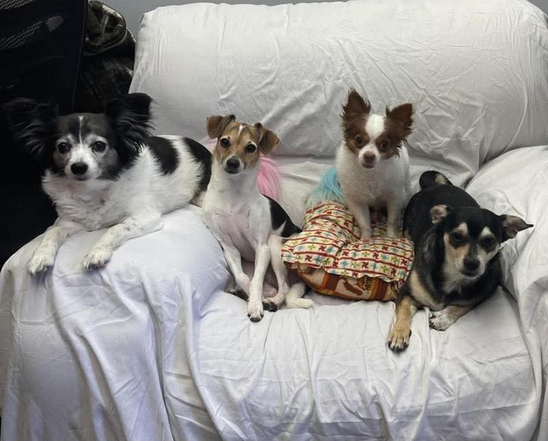 Lucy is the dog on the left that puff of pink behind Scooter next to her is her very long tail. Yes my groomer dyes her hair haha