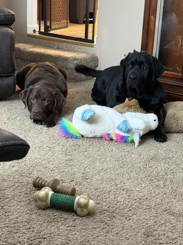 Size comparison. English Lab vs large unicorn