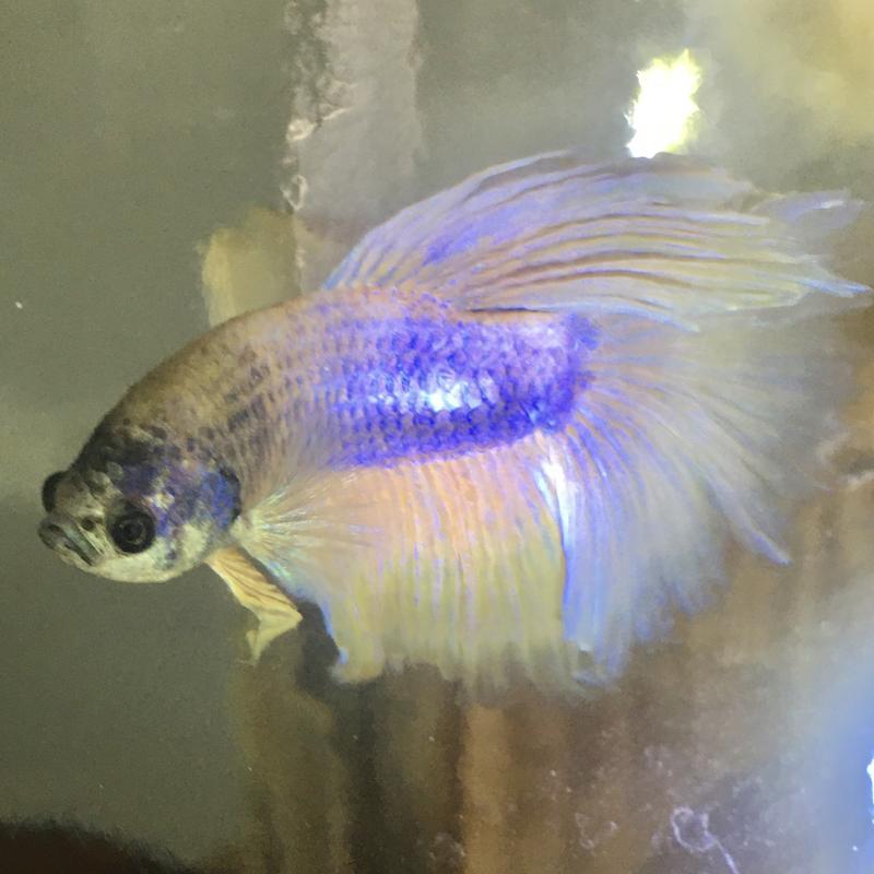 Betta dial hot sale a treat