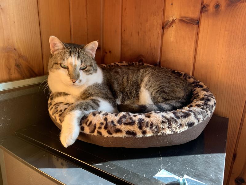 Jude enjoying the cat bed.