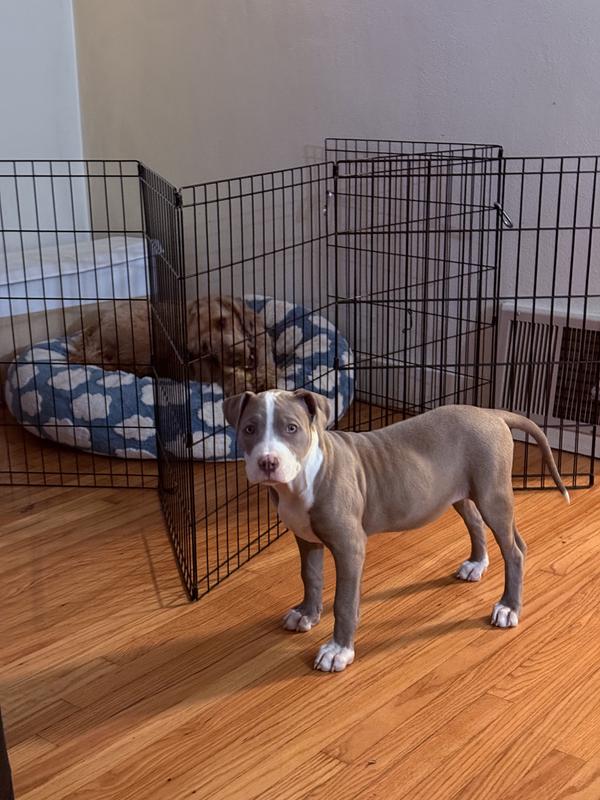 Mad she can’t have the chew haha