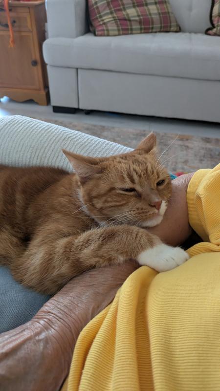 Bugs the cat being loveable