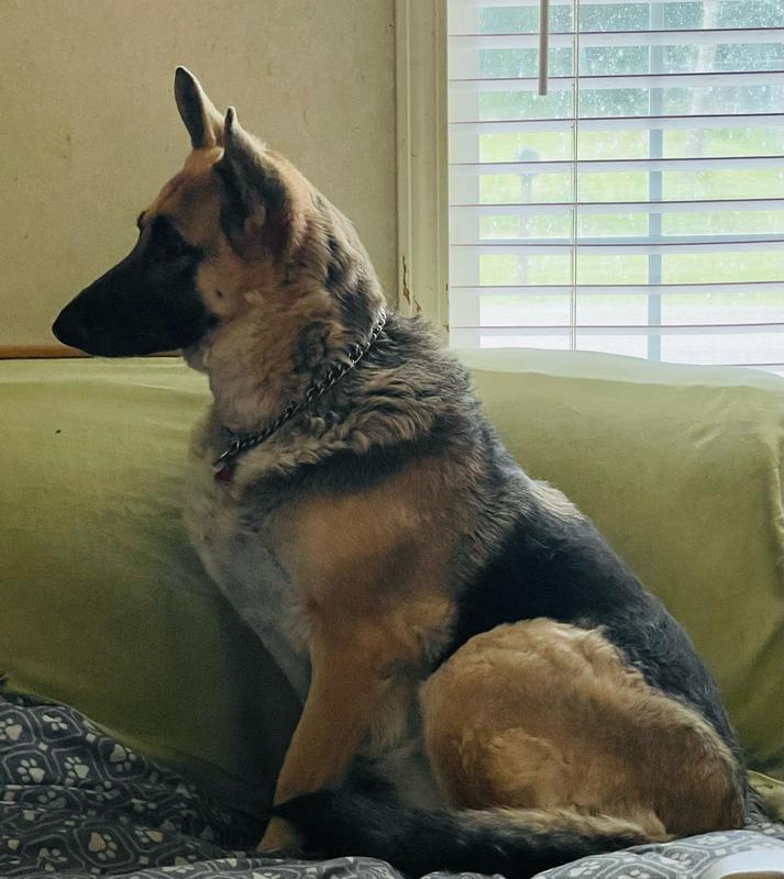 This is Ave (in German) but pronounced Avah in English. Shelter survivor & much loved!