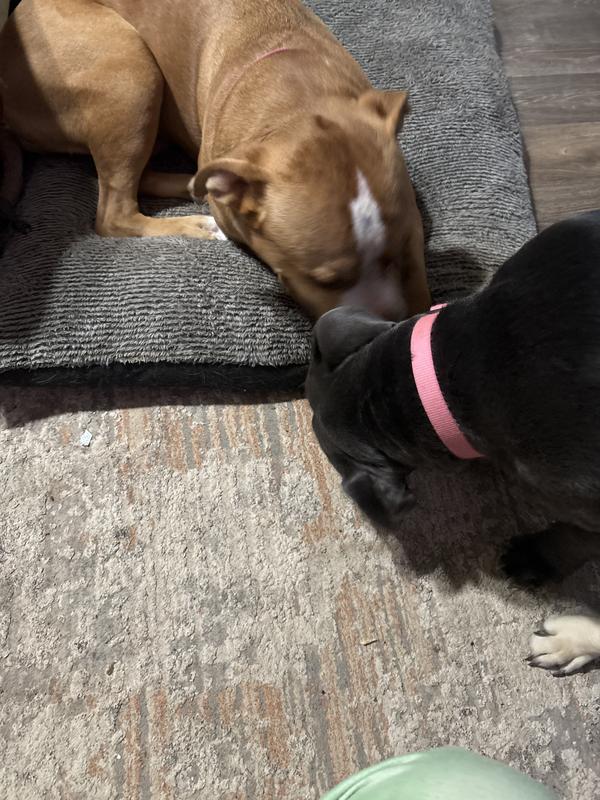 Playing with the toy