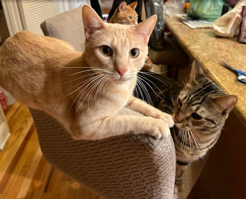 Boople proudly balanced on the back of the barstool and Yumyan suspiciously sniffing his paw. Why you gotta eat it all bro?