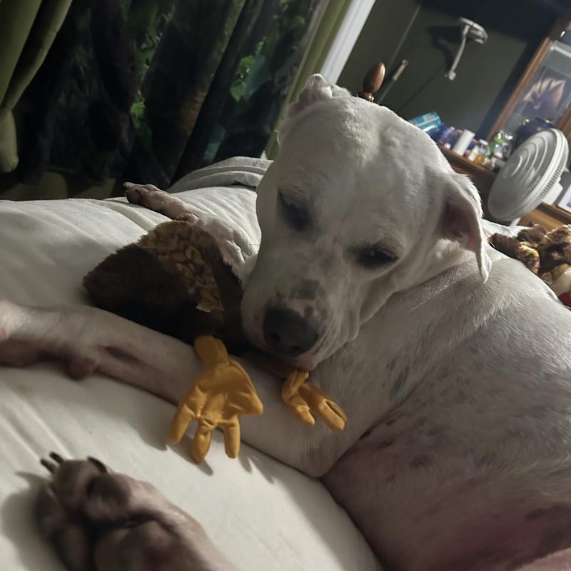 Willie loves her chicken baby