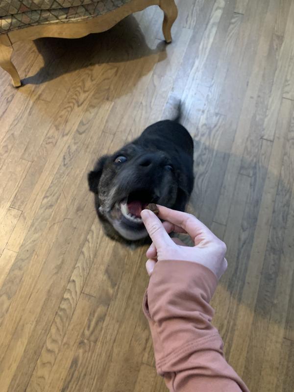 Photo of pup excitedly taking her first sample of kibble