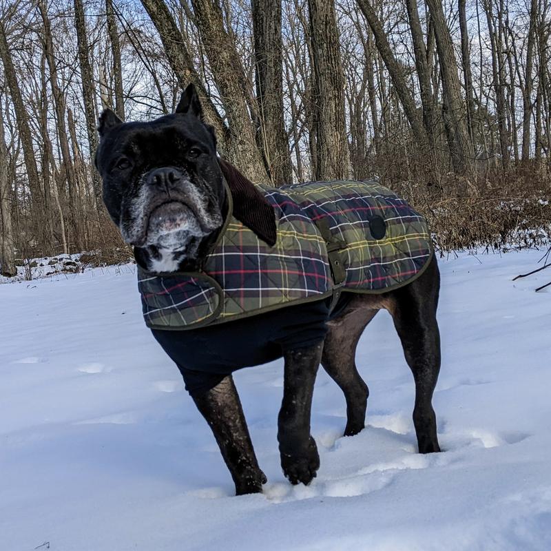 Storm in her new Barbour coat