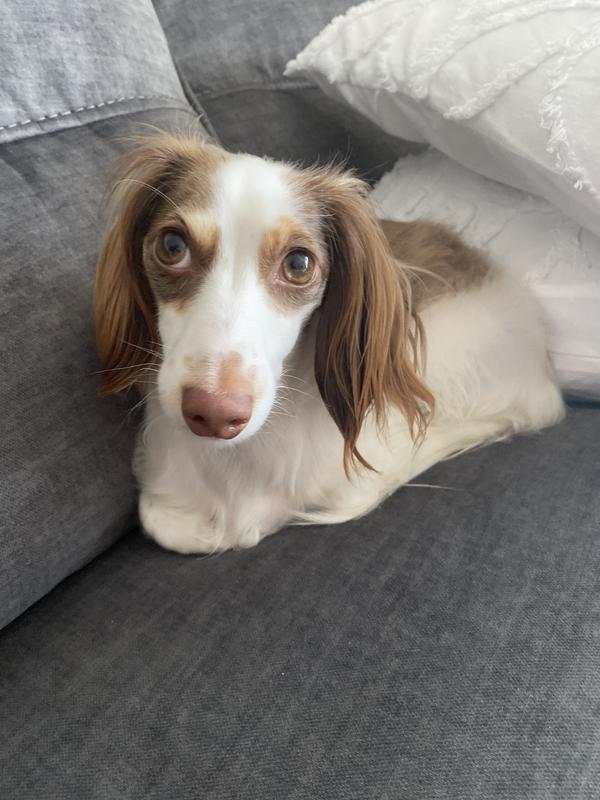 For sensitive bellies