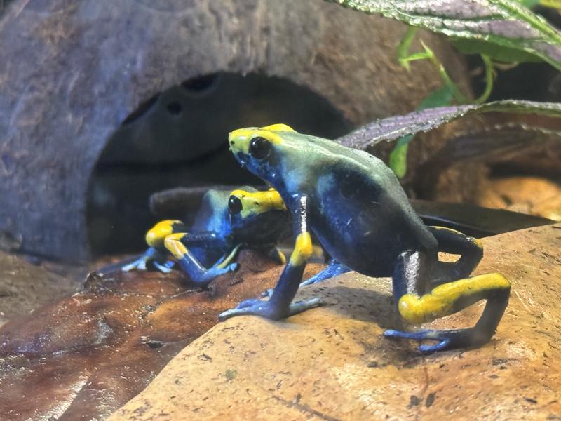 Dart frog approved!