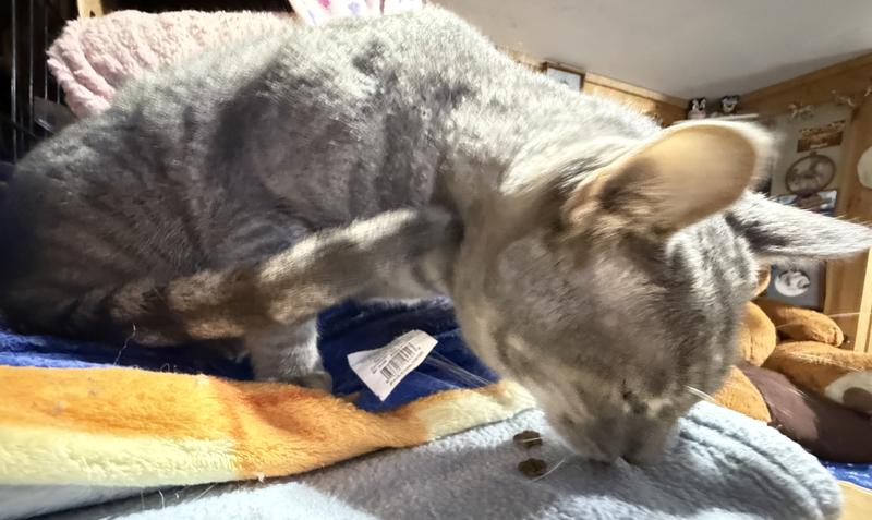 Before opening the food and our 5 indoor cats first tastes of it