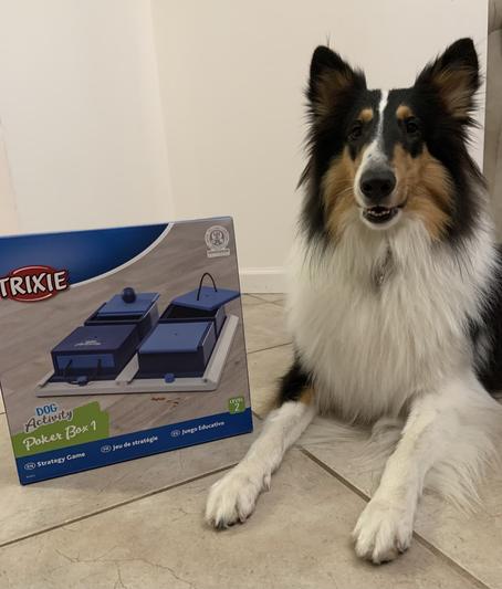 Trixie Dog Activity Poker Box Vario 2 Puzzle Toy - Premium Petware