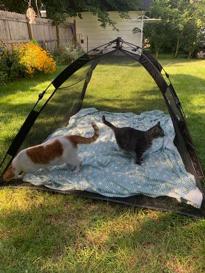 OUTBACK JACK Happy Habitat Cat Playpen Tent Chewy