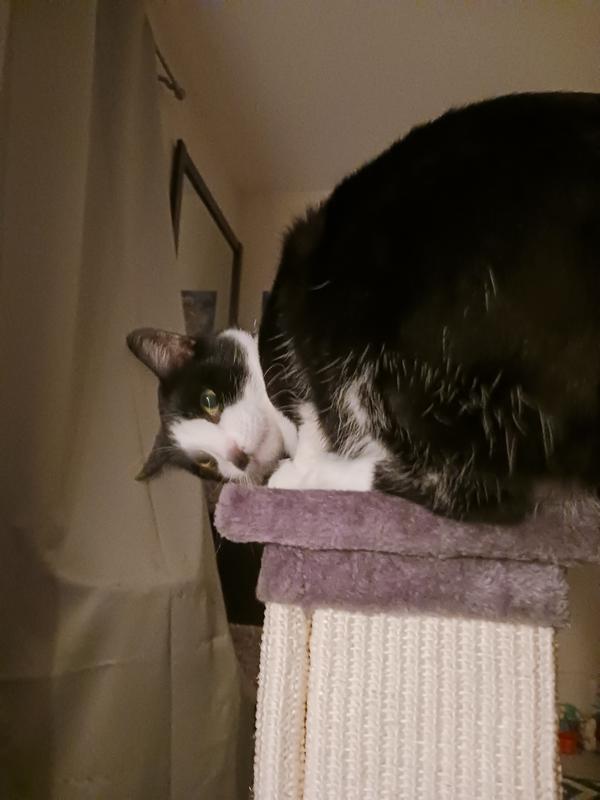 FRISCO 33.5in Sisal Cat Scratching Post, Brown