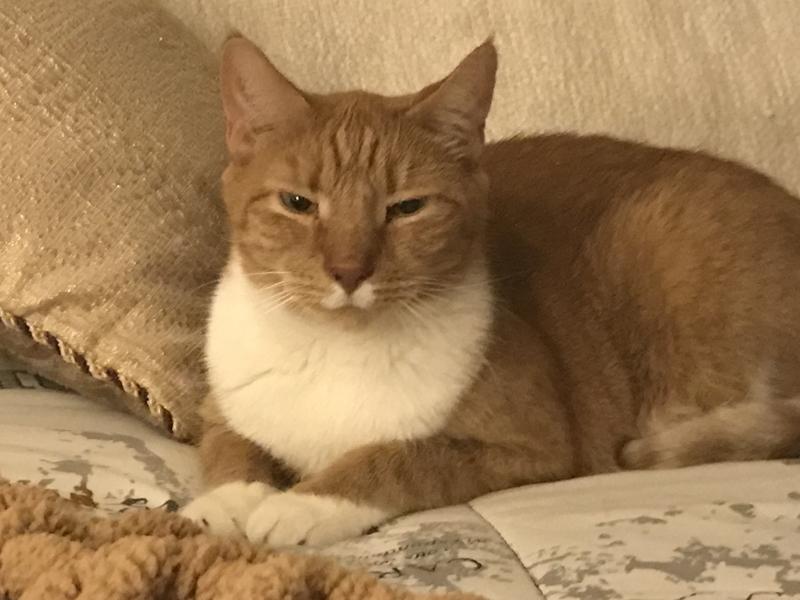 DR. ELSEY'S Paw Sensitive MultiCat Strength Cat Litter, 20lb bag