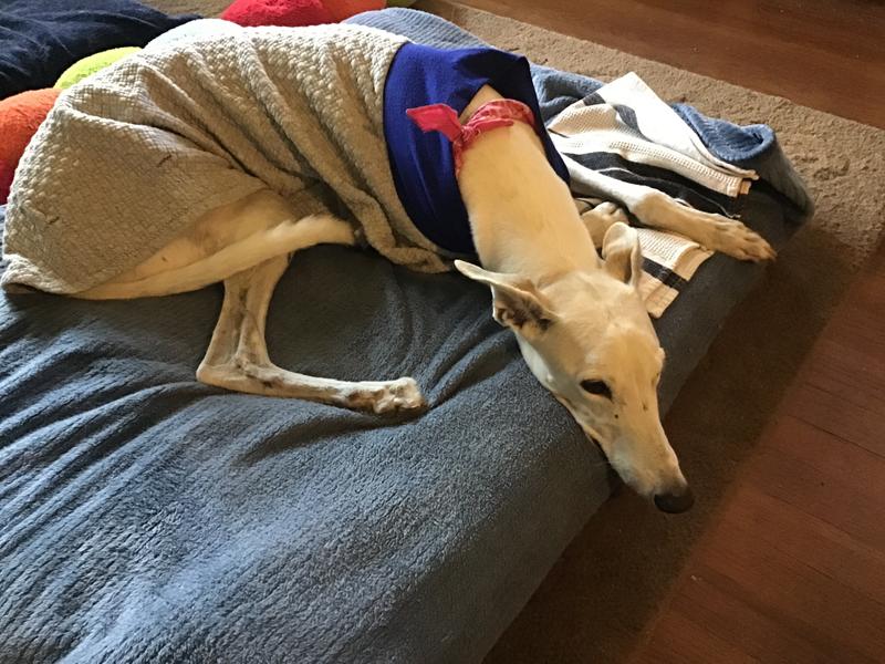 Tabitha on a chilly morning