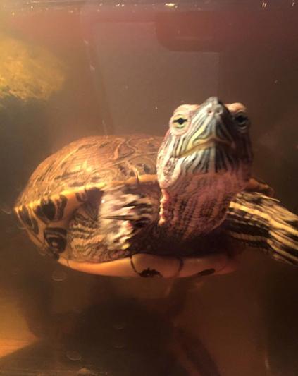 Peter loves his clear tank!