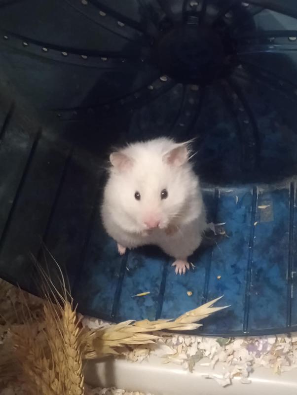My hamster, Harriet
