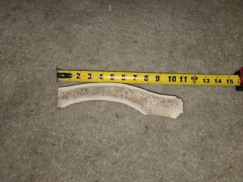 Giant antler