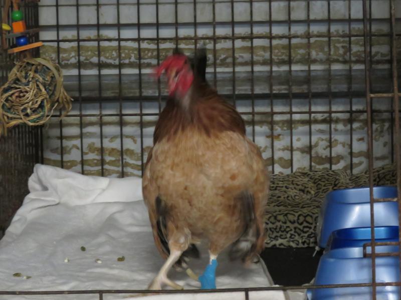 HAPPY BIRD. BANDAGE ON LEFT FOOT TO PROTECT FROM PODODERMATITIS (BUMBLE FOOT). LEFT LEG SHORTER THAN RIGHT SO BANDAGE CUSHIONS FOOT FROOM IMPACT. HE SEES VET EVERY WEEK FOR FOOT CHECK!  CAGE DOOR ALWAYS OPEN.