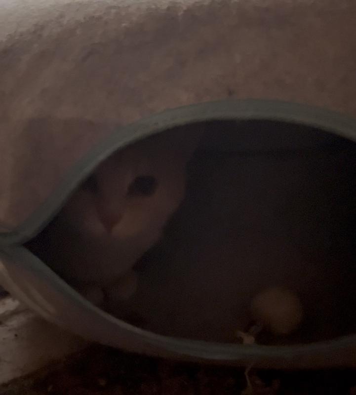 In a toy she’s never been in!