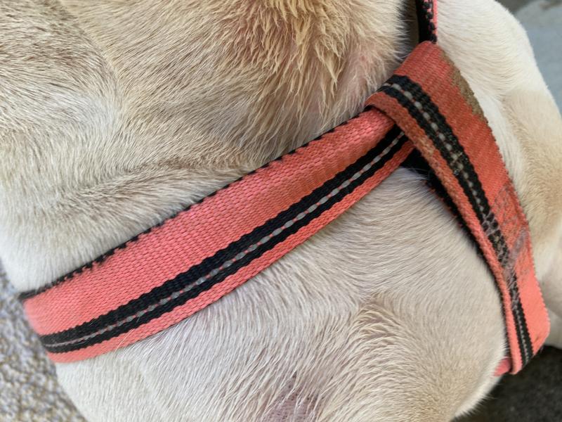 Zodiac flea and 2024 tick collar reviews