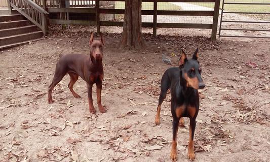 Jack and Skeeter