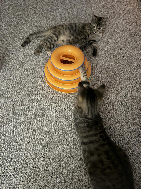 Kittens love it