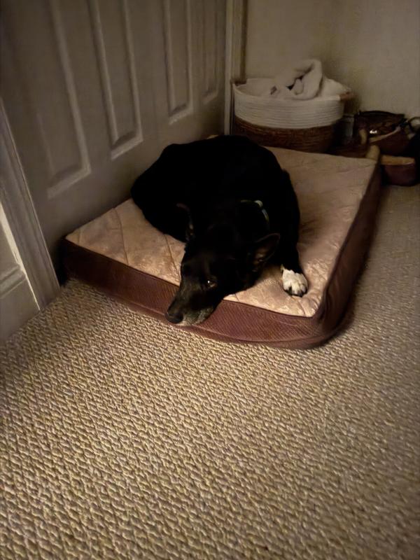 My friends dog :).   Now its his bed!