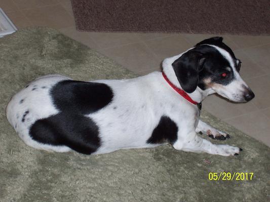 Daisy at healthy weight 7 weeks after adopting her in 2017.