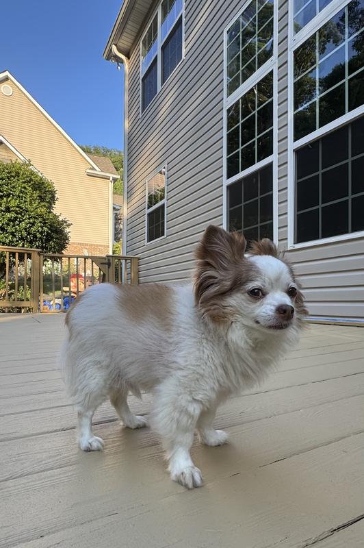 Hankie in the deck waiting to get out