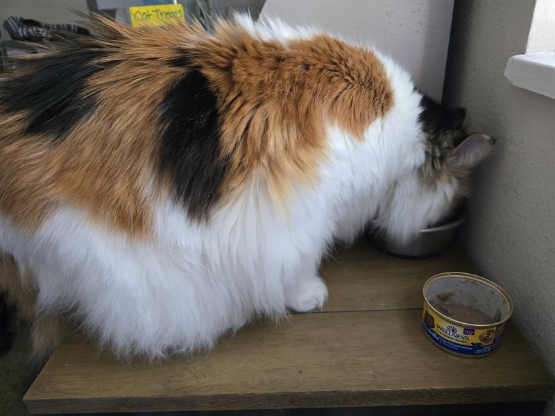 Tinkerbell eating it up!