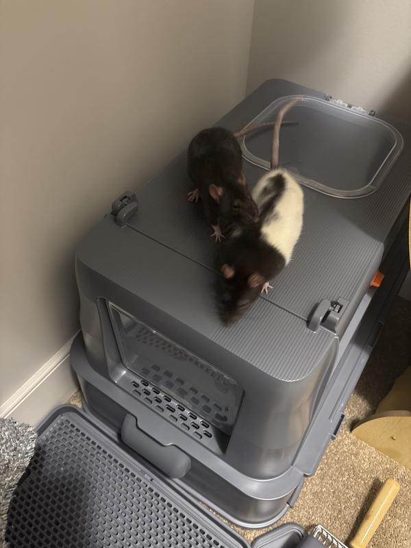Bought it for my rats