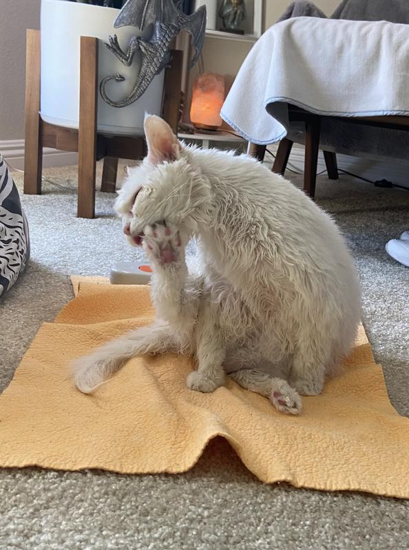 A clean and happy Muffin following her bath