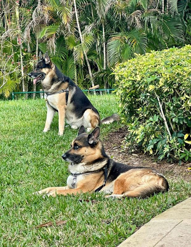 Double Trouble loves Burts Bees Dry Shampoo