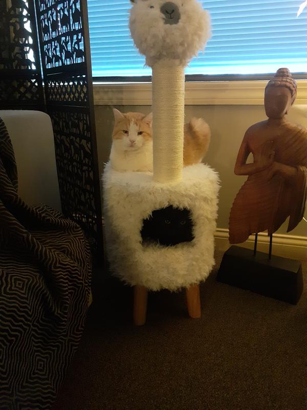 FRISCO Animal Series Cat Condo, Llama