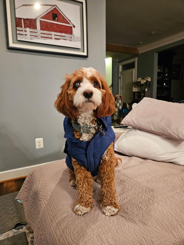 Frisco Mediumweight Quilted Dog & Cat Puffer with Removable Hood