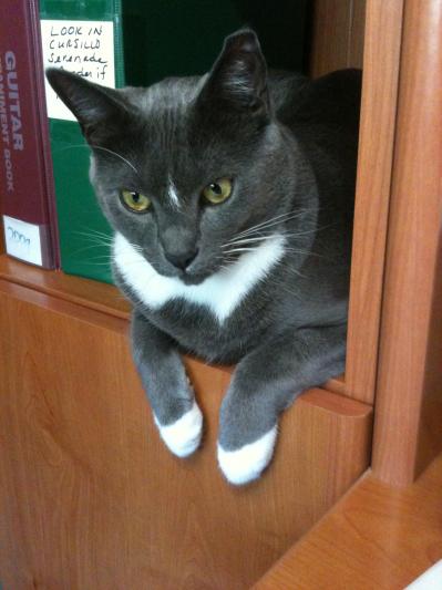 Lucky Boy hanging out at the office