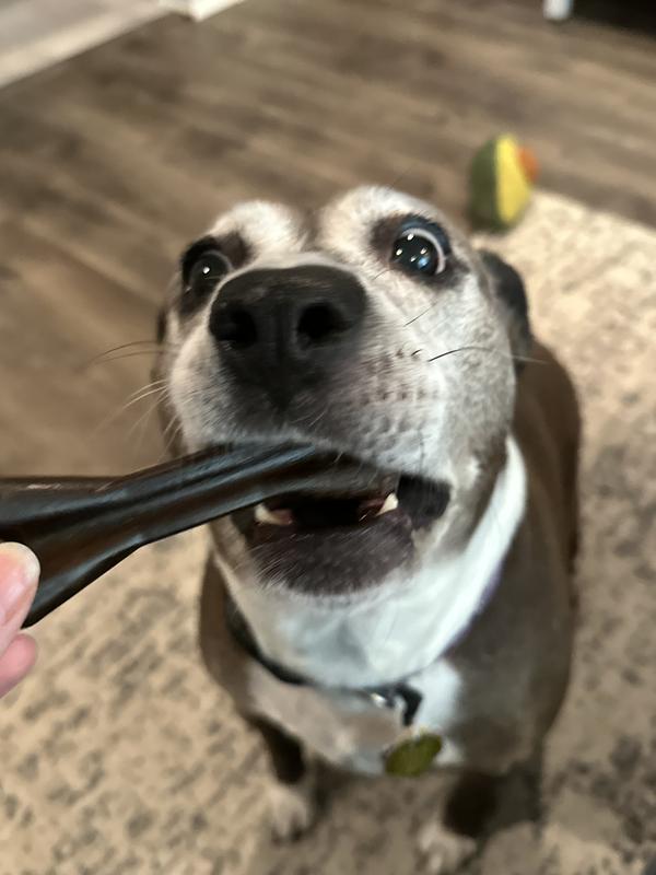 Scout taking her dental treat